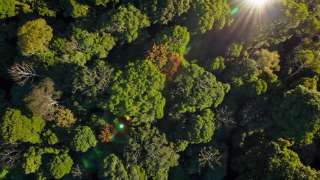 vista aérea de un bosque exuberante
