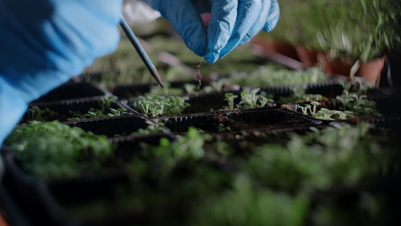 Planting seedlings in propagation tray