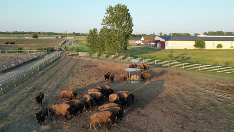 Bisonfarm-In-Europa-Aus-Der-Luft-Gesehen