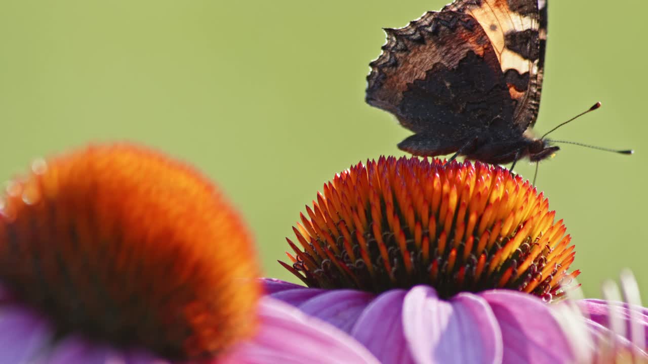 una pequeña mariposa de carey se alimenta de coneflower naranja a la luz del sol-1
