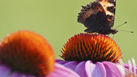 one small tortoiseshell butterfly feeds on orange coneflower in sun light-1