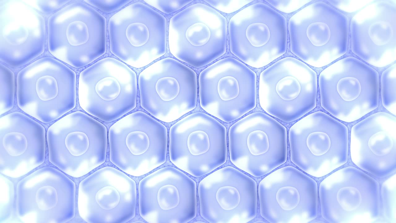 Human skin cells. Each cell with membrane. Cellular therapy. Disease treatment. Nucleus and vacuole. Regeneration. Loop animation.