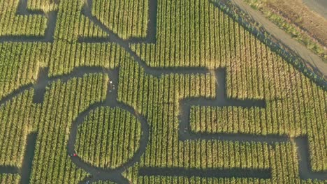 Libro-Guinness-De-Los-Récords-Mundiales-Laberinto-De-Maíz-Más-Grande-En-Dixon-California-Drone-View-Closeup-Pan-To-Whole-Maze