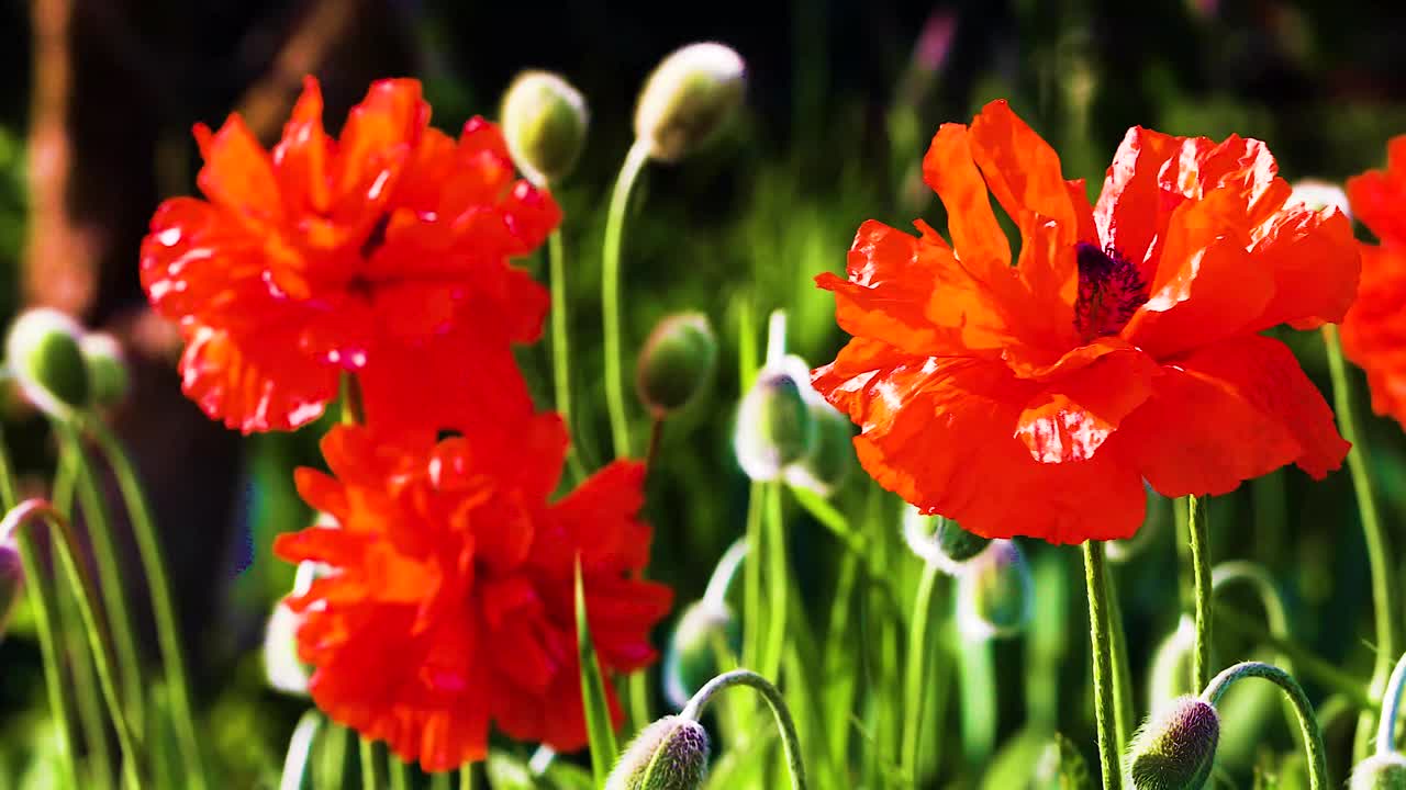 red blooming poppy flowers sway in the wind on a sunny warm day
