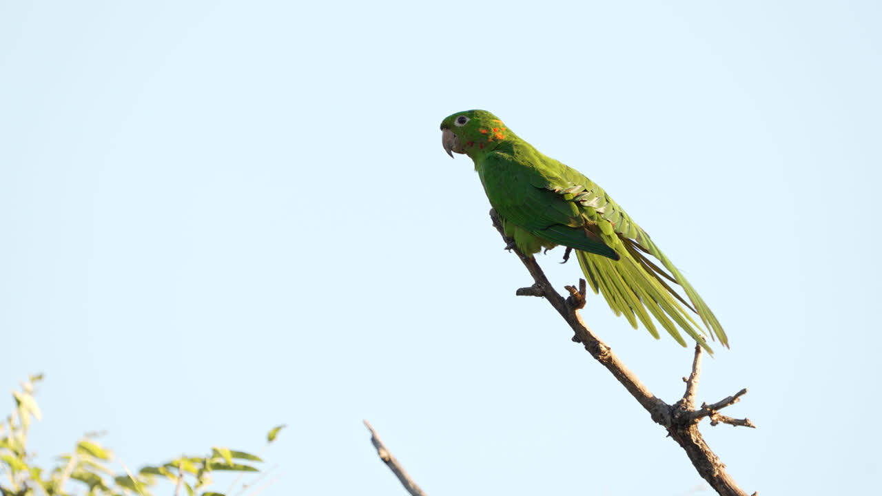 periquito de ojos blancos sentado en lo alto de un árbol mientras extiende las alas en cámara lenta