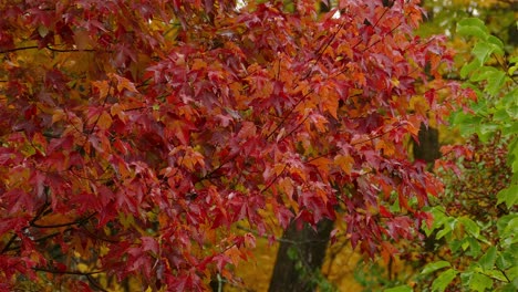 Autumn leaves and trees in magnificent forest