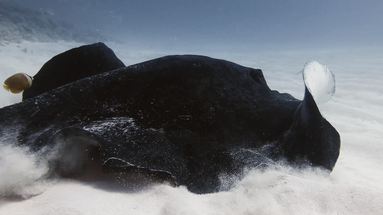 Graceful stingray gliding across the sandy seabed of Mauritius, stirring clouds of sand in an atmospheric underwater scene of marine life and ocean exploration