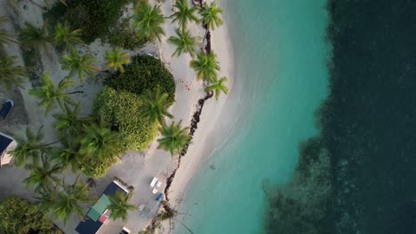 Icónica-Playa-De-Arena-Caribeña-Con-Palmeras,-Vista-Aérea-De-Arriba-Hacia-Abajo