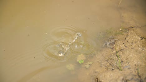 yellow bellied toad floating and diving in a pond. location verdun forest