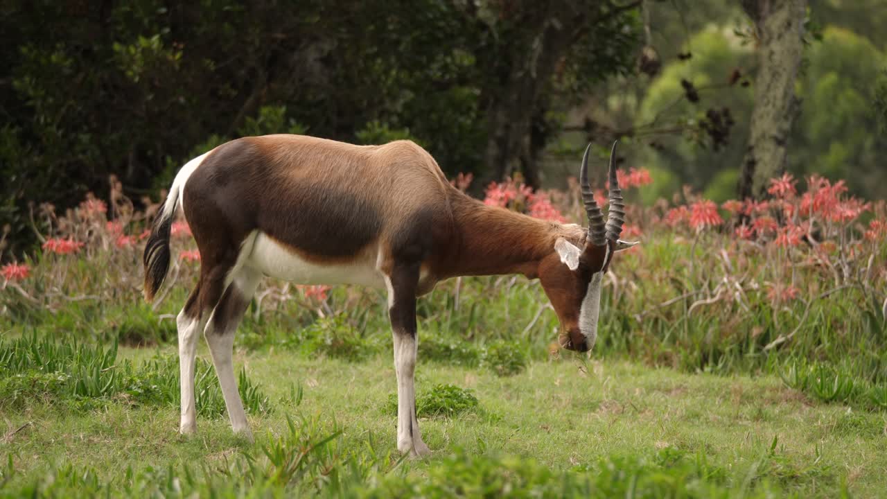 perfil de antílope bontebok comiendo hierba con flores de color naranja en segundo plano.