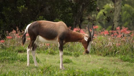 Perfil-De-Antílope-Bontebok-Comiendo-Hierba-Con-Flores-Naranjas-En-Segundo-Plano.