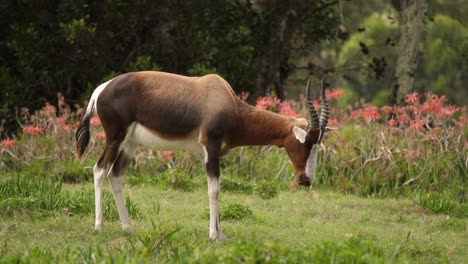 perfil de antílope bontebok comiendo hierba con flores de color naranja en segundo plano.
