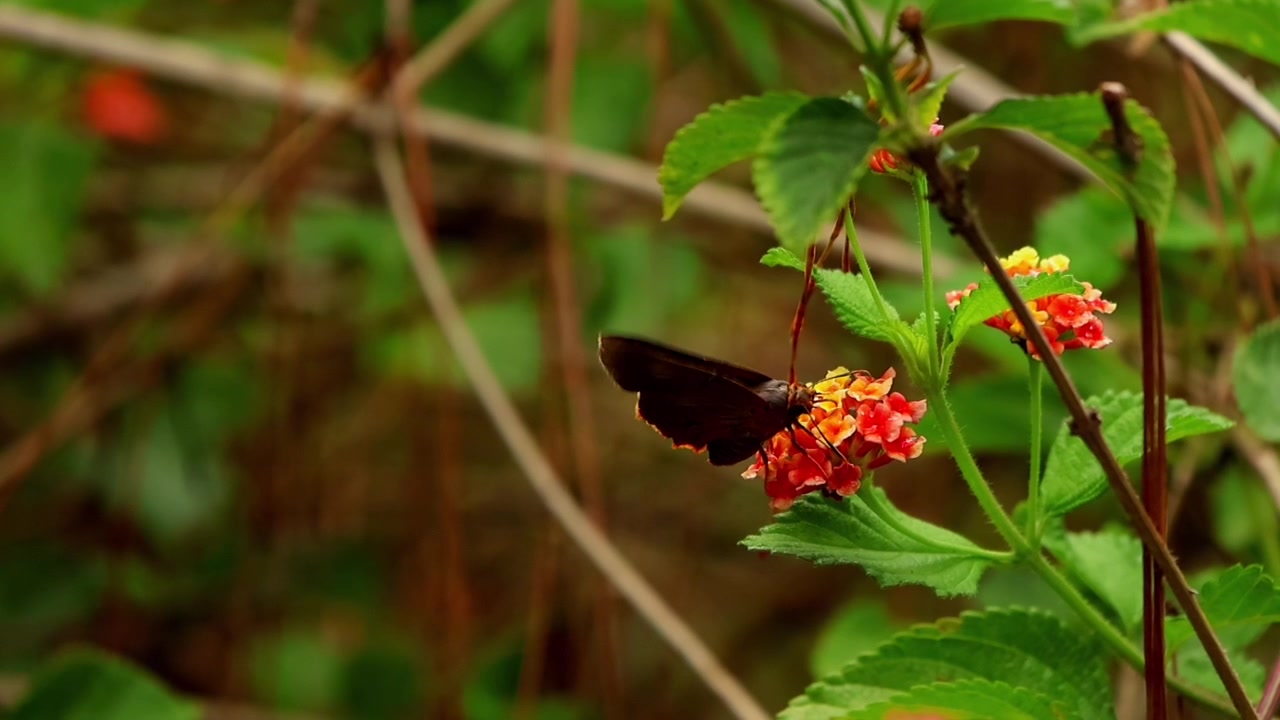 Video ravvicinato di una farfalla Branded Orange Awlet (Burara oedipodea) che si nutre di nettare mentre impollina fiori di lantana colorati all'interno di una foresta naturale himalayana durante la stagione estiva