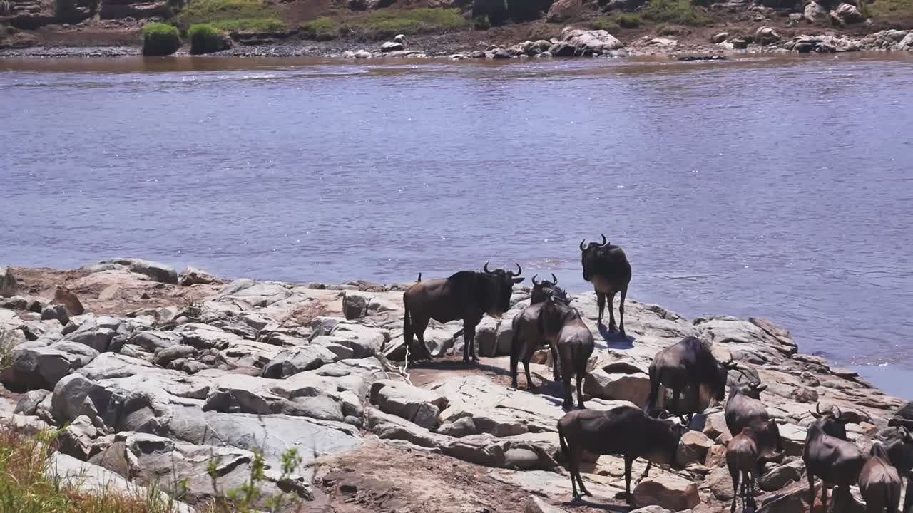 Una famiglia di gnu si raduna sulla riva del fiume prima di tentare l'attraversamento, durante la Grande Migrazione nel Parco Nazionale del Serengeti. Una potente scena di fauna selvatica africana che cattura l'attesa.