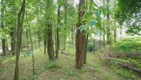 Autumn-forest,-gimbal-walk