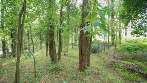 autumn forest, gimbal walk
