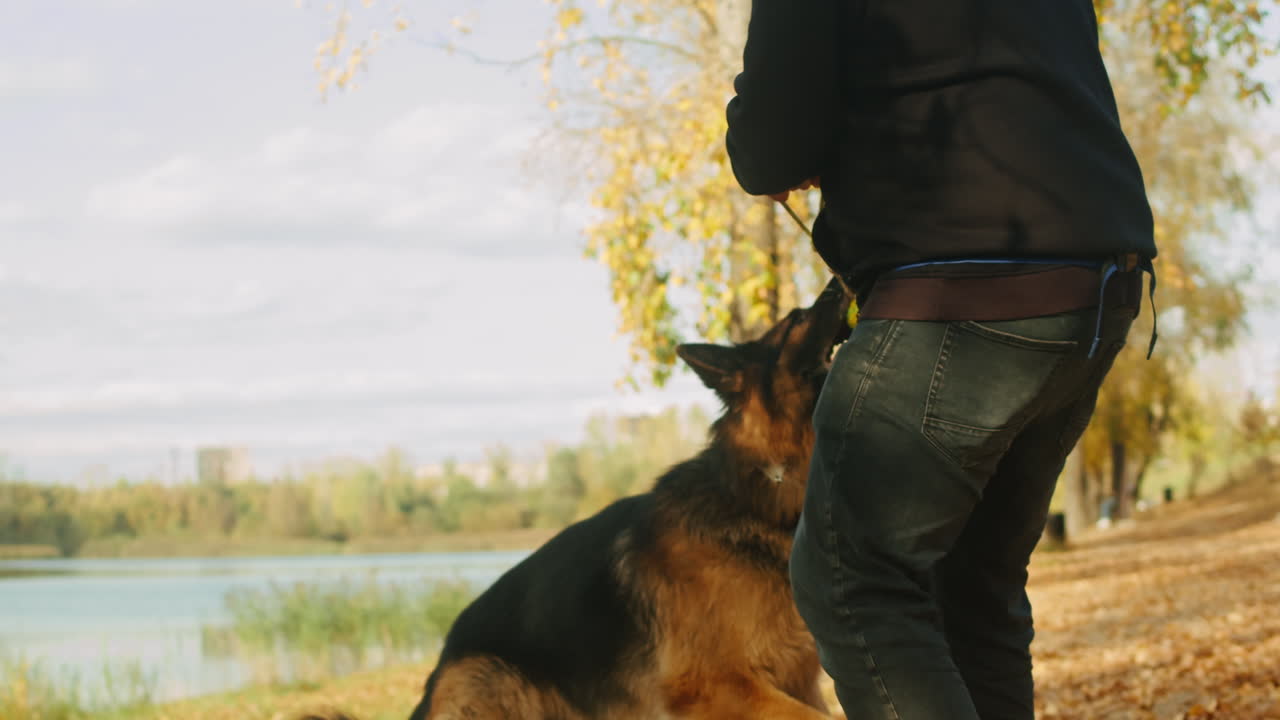 Man playing with German Shepherd in the park
