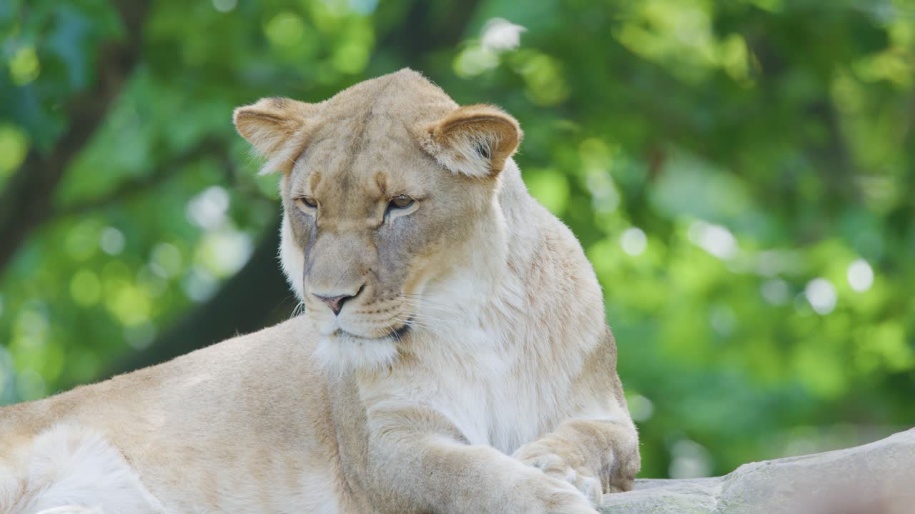 A lioness relaxes on a platform, occasionally nuzzling another lion, in a sunlit, green zoo enclosure. Natural daylight, steady camera, tranquil mood