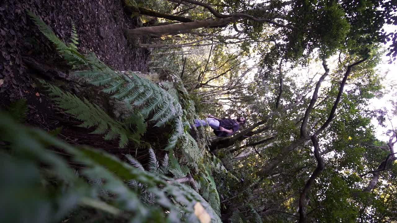 refugio en el bosque profundo del parque nacional de anaga tenerife vídeo vertical