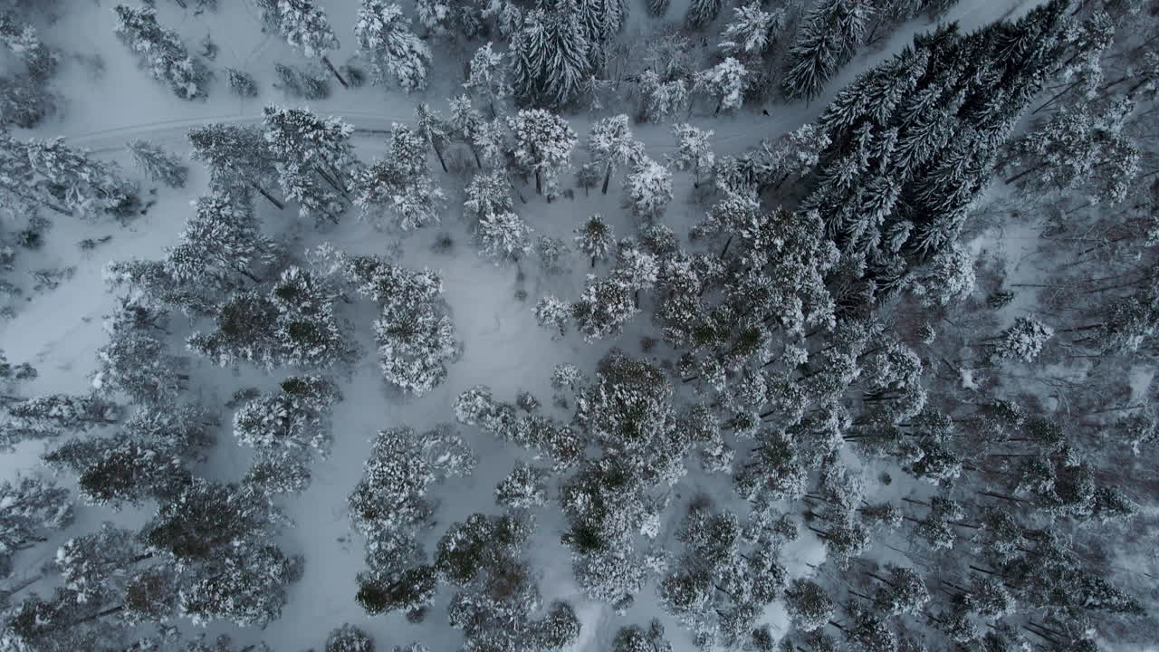 Drone shot over snowy trees