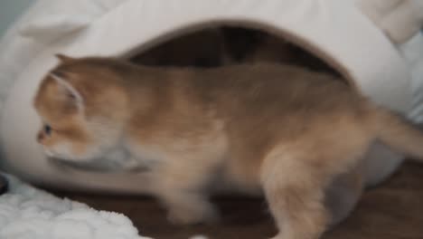 Three-ginger-kittens-of-the-"British-Golden-Chinchilla"-breed-are-sitting-in-their-soft-little-house-and-observing-another-ginger-kitten