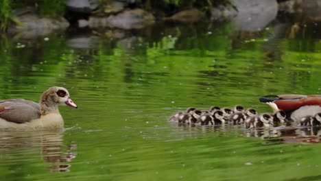 touching care of a pair of ducks for their ducklings during a cruise on a calm river