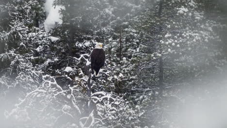 bald eagle perched on the tree during winter in mcintyre creek, whitehorse, canada - static shot