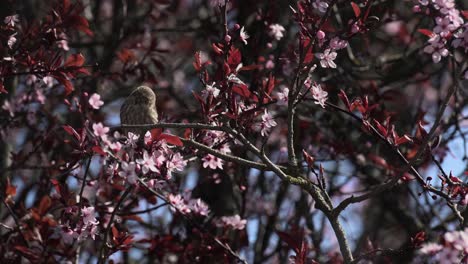 Finch-Hembra-Comiendo-Los-Pétalos-De-Un-Cerezo-En-Primavera