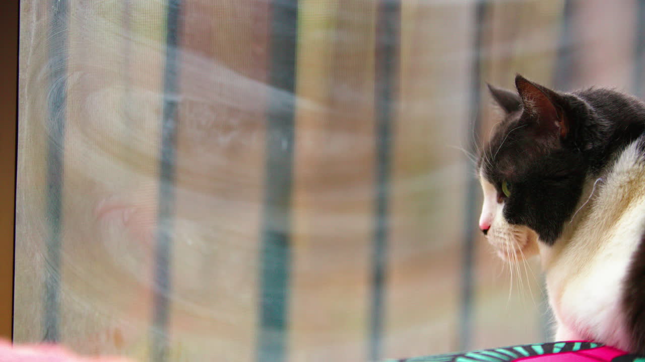 분홍색 검은 소파에서 세계 밖을 쳐다보는 검은  고양이에 창문을 통해 팬