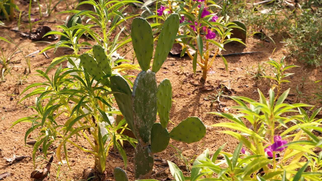 A beautiful parallax shot reveals a green Prickly Pear cactus growing alongside vibrant pink Garden Balsam flowers in a dry, sandy garden environment under bright natural sunlight in Thailand
