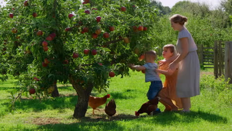 family apple picking in an orchard with chickens