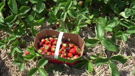 a woman picks strawberries one by one and put them in a small box