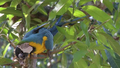 Guacamayo-Domesticado-Azul-Y-Amarillo-En-Un-árbol-Mordiendo-Una-Rama-En-San-Gil,-Santander,-Colombia