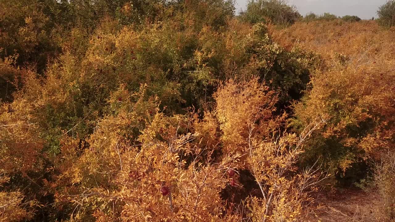 이란의 사막 마을인 아카다 아르다칸 야즈드 (aqda ardakan yazd) 의 해가 지는 이란은 가을에 수확 시즌에 인삼 과일 정원에서 노란 잎의 가지에 매달린 다채로운 나무와  ⁇ 은 수류탄