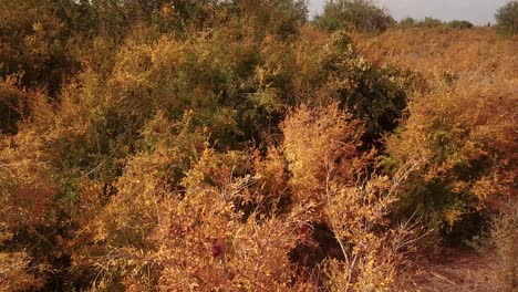 puesta de sol en el desierto de irán pueblo ciudad de aqda ardakan yazd irán en el jardín de granadas en la temporada de cosecha en otoño árboles de colores y granada roja colgando de las ramas de hojas amarillas árbol