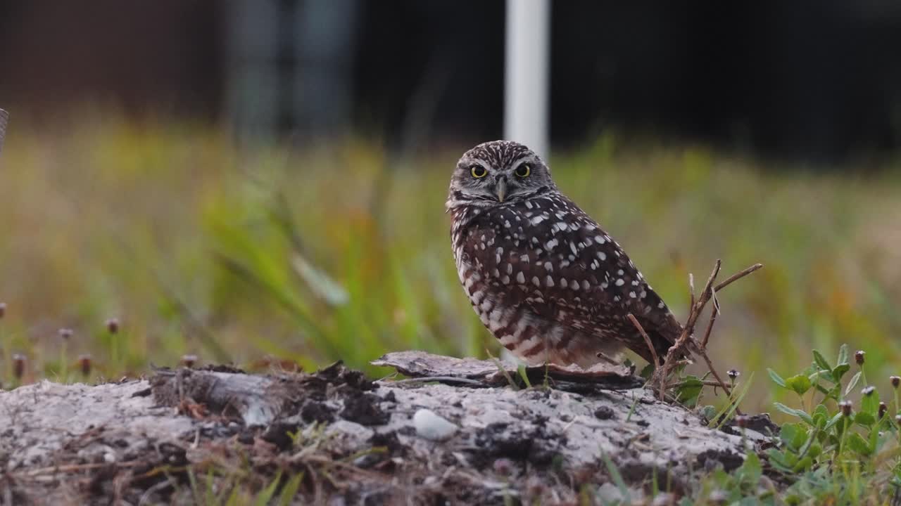 Burrowing owl (Athene cunicularia) standing on the ground, alert and observing its surroundings in Marco Island, Florida, during daylight.