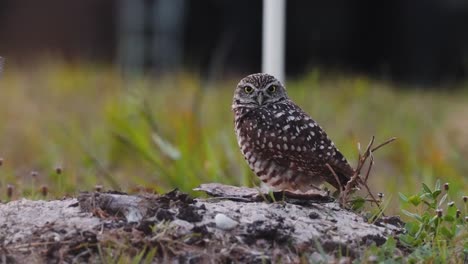 burrowing owl (athene cunicularia) standing on the ground, alert and observing its surroundings in marco island, florida, during daylight.