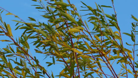 Whispy-reeds-sway-against-a-clear-blue-sky