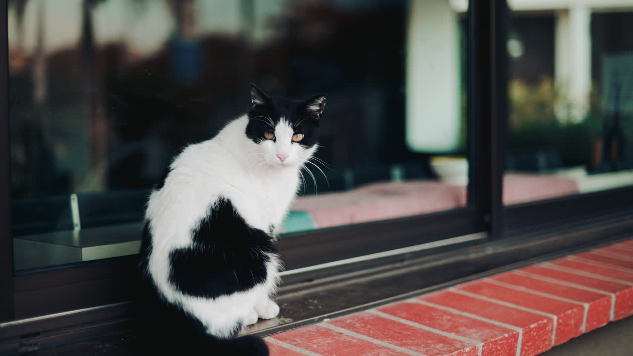 A black and white cat standing by a window, looking attentively to the side