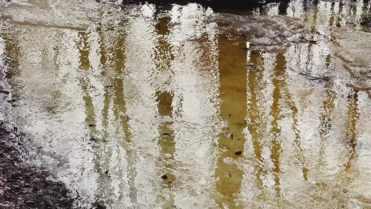 숲에서 봄이 시작되고, 나무가 물 속에 서 있고, 은 날, 물 위에 빛과 반사, 나무 줄기가 웅이에서 반사되고, 하천이 흐르고, 눈이 숨겨져 있습니다.