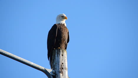 a lone bald eagle is perched on a streetlight in the town of kodiak island alaska