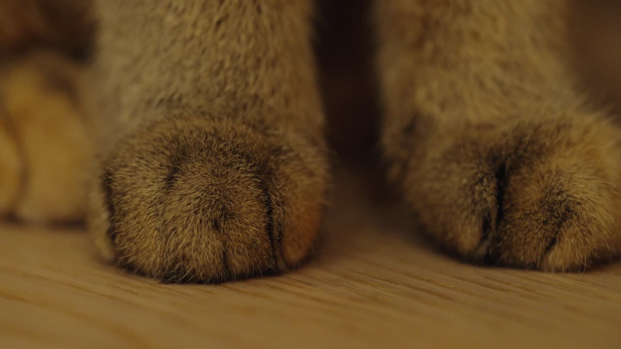 cute cat paws macro filmed