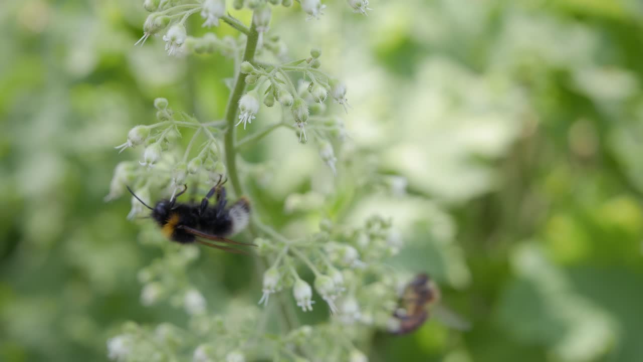 el primer plano del abejorro recoge polen de las flores de heuchera en el jardín.