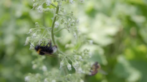 close-up of bumblebee collects pollen from heuchera flowers in garden