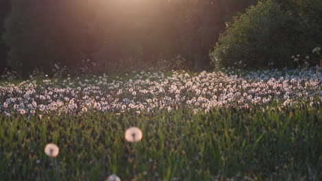 Medium-shot-of-white-head-dandelions-in-a-lush-meadow-at-sunset