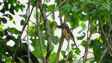 Ein-Männliches-Individuum,-Das-Mit-Einer-Fliegenden-Eidechse-Gesehen-Wurde,-Die-Bereit-Ist,-An-Ihre-Nestlinge-Geliefert-Zu-Werden,-Gebänderter-Eisvogel-Lacedo-Pulchella,-Kaeng-Krachan-Nationalpark,-Thailand