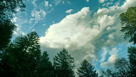 looking up at the sky through a forest of tall pine trees