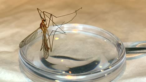 crane fly sitting on a magnifying glass