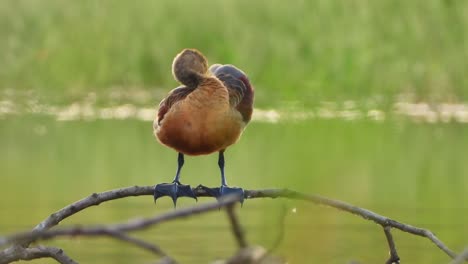 whistling duck chilling on pond