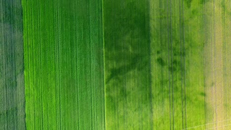 AERIAL---Beautiful-green-agricultural-farm-fields,-Austria,-wide-shot-top-down